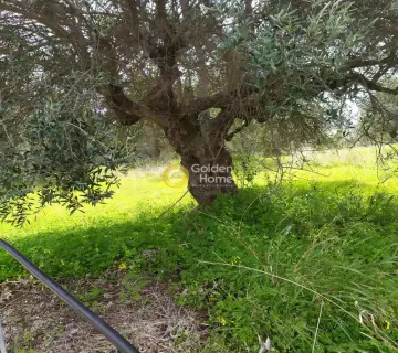 Residential 2076m<sup>2</sup> for sale photo 6