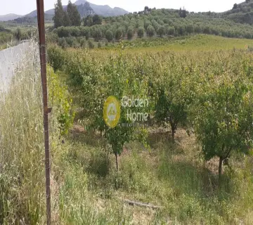 Αγροτεμάχιο 2100τ.μ. προς πώληση φωτογραφία 5