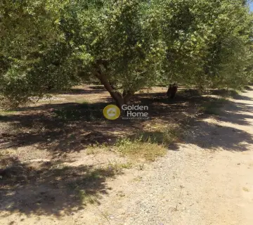 Professional Plot 30000m<sup>2</sup> for sale photo 3148682