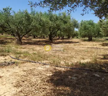 Professional Plot 30000m<sup>2</sup> for sale photo 3148684