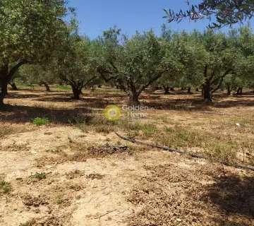 Professional Plot 30000m<sup>2</sup> for sale photo 3148684