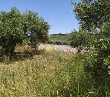 Professional Plot 30000m<sup>2</sup> for sale photo 3148685