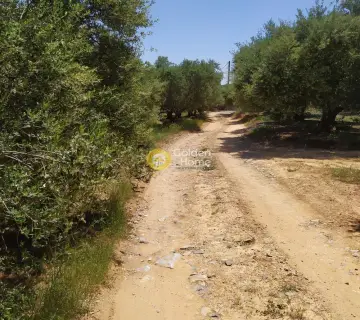 Professional Plot 30000m<sup>2</sup> for sale photo 3148687