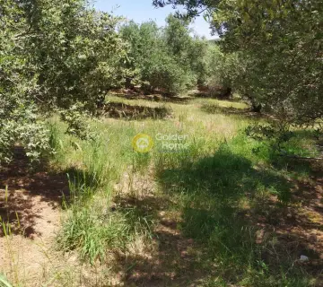 Professional Plot 30000m<sup>2</sup> for sale photo 3148687