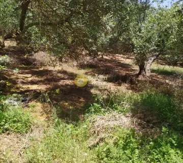 Professional Plot 30000m<sup>2</sup> for sale photo 3148688