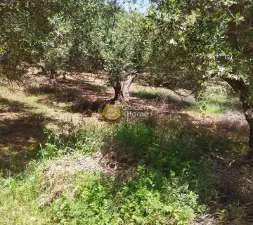 Professional Plot 30000m<sup>2</sup> for sale photo 3148688