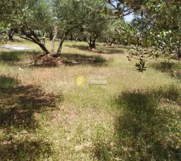 Professional Plot 30000m<sup>2</sup> for sale photo 3148689