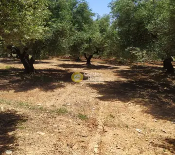 Professional Plot 30000m<sup>2</sup> for sale photo 3148690