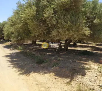 Professional Plot 30000m<sup>2</sup> for sale photo 3148693