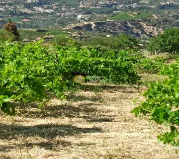 Αγροτεμάχιο 1800τ.μ. προς πώληση φωτογραφία 3172100