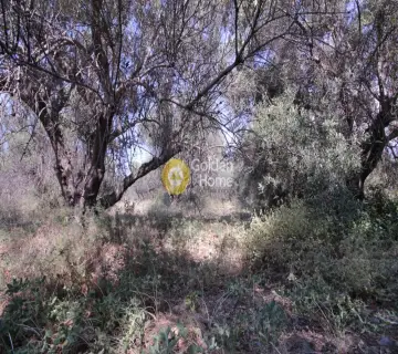 Residential 5000m<sup>2</sup> for sale photo 7