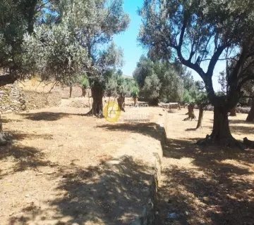 Οικιστικό 1650τ.μ. προς πώληση φωτογραφία 3215152