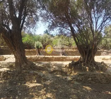 Οικιστικό 1650τ.μ. προς πώληση φωτογραφία 3215150