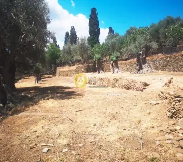 Οικιστικό 1650τ.μ. προς πώληση φωτογραφία 3215156