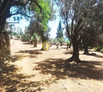 Οικιστικό 1650τ.μ. προς πώληση φωτογραφία 3215158
