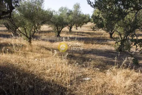 Professional Plot 4325m<sup>2</sup> for sale photo 1