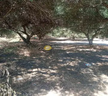 Οικιστικό 1560τ.μ. προς πώληση φωτογραφία 7