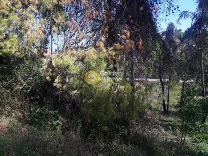 Residential 800m<sup>2</sup> for sale photo 2