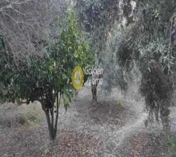 Golden Home Property Image