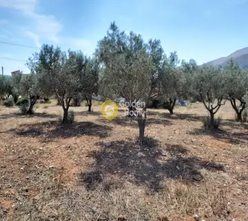 Επαγγελ. Οικόπεδο 4250τ.μ. προς πώληση φωτογραφία 3341465