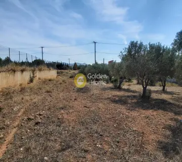 Επαγγελ. Οικόπεδο 4250τ.μ. προς πώληση φωτογραφία 3341465