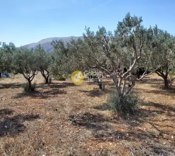 Επαγγελ. Οικόπεδο 4250τ.μ. προς πώληση φωτογραφία 3341465