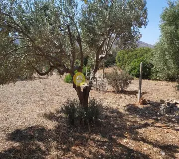 Επαγγελ. Οικόπεδο 4250τ.μ. προς πώληση φωτογραφία 3341468