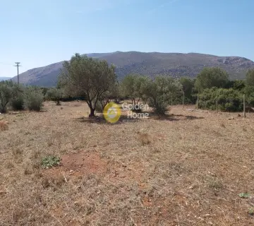 Επαγγελ. Οικόπεδο 4250τ.μ. προς πώληση φωτογραφία 3341468