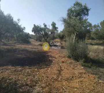 Professional Plot 11500m<sup>2</sup> for sale photo 3573663