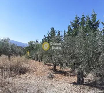 Professional Plot 11500m<sup>2</sup> for sale photo 3386786