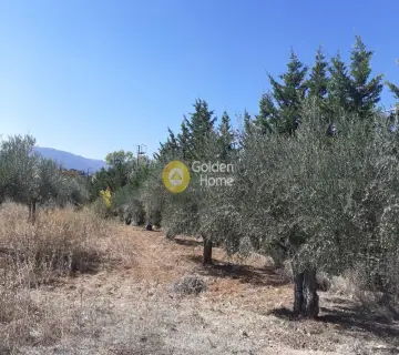 Professional Plot 11500m<sup>2</sup> for sale photo 3386790