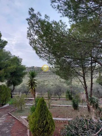 Μονοκατοικία 310τ.μ. προς πώληση φωτογραφία 7