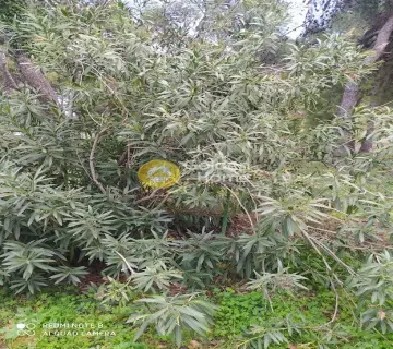 Professional Plot 1570m<sup>2</sup> for rent photo 3459741