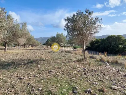 Οικιστικό 5111τ.μ. προς πώληση φωτογραφία 8