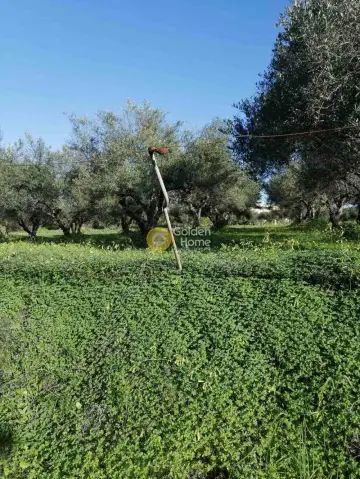 Residential 1200m<sup>2</sup> for sale photo 1