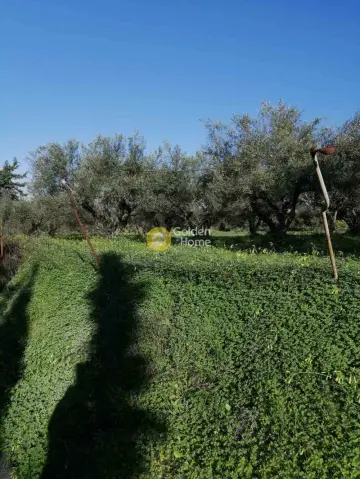 Residential 400m<sup>2</sup> for sale photo 2