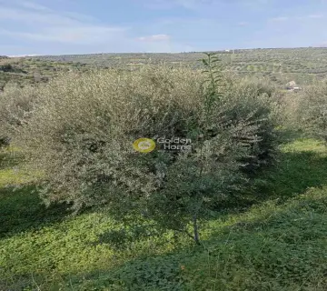 Residential 5300m<sup>2</sup> for sale photo 2