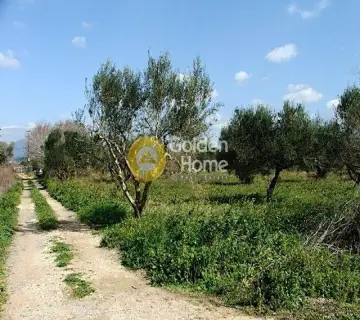 Golden Home Property Image