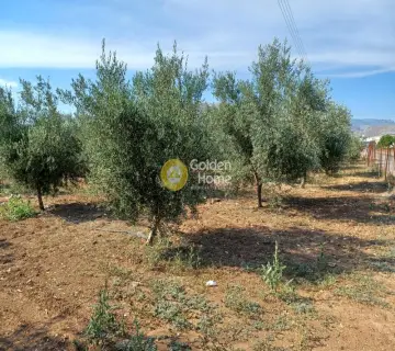 Parcel 470000m<sup>2</sup> for rent photo 2