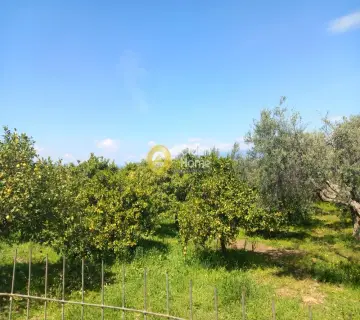 Οικιστικό 4000τ.μ. προς πώληση φωτογραφία 3625001