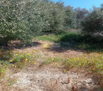 Οικιστικό 1500τ.μ. προς πώληση φωτογραφία 6