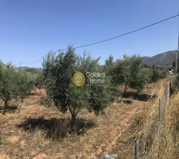 Επαγγελ. Οικόπεδο 6500τ.μ. προς πώληση φωτογραφία 11