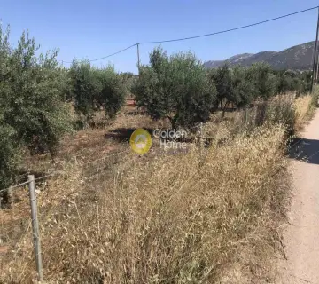 Επαγγελ. Οικόπεδο 6500τ.μ. προς πώληση φωτογραφία 3