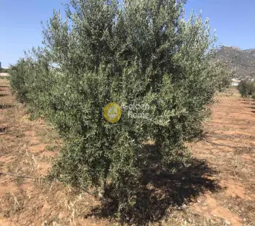 Επαγγελ. Οικόπεδο 6500τ.μ. προς πώληση φωτογραφία 4