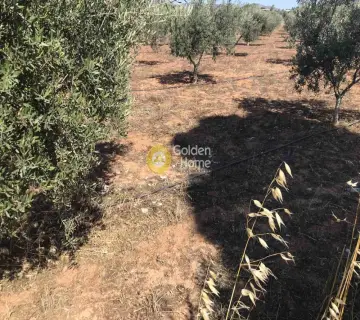 Επαγγελ. Οικόπεδο 6500τ.μ. προς πώληση φωτογραφία 8