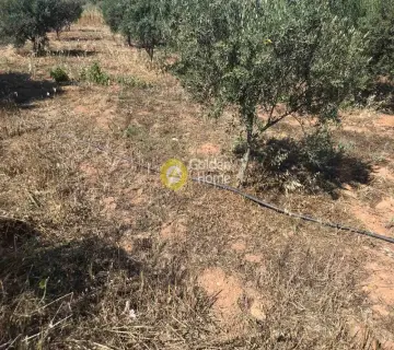 Επαγγελ. Οικόπεδο 6500τ.μ. προς πώληση φωτογραφία 7