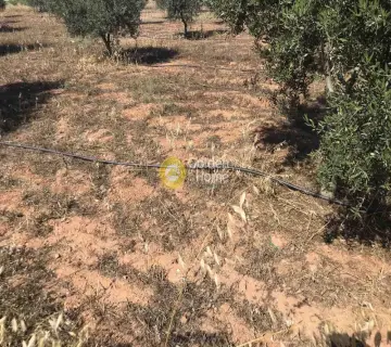Επαγγελ. Οικόπεδο 6500τ.μ. προς πώληση φωτογραφία 6