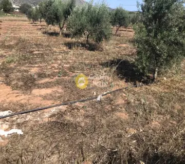 Επαγγελ. Οικόπεδο 6500τ.μ. προς πώληση φωτογραφία 9