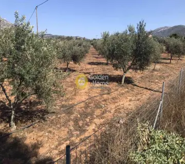 Επαγγελ. Οικόπεδο 6500τ.μ. προς πώληση φωτογραφία 10