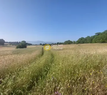 Professional Plot 9000m<sup>2</sup> for sale photo 4